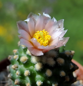 DSC05441Pediocactus knowltoni SB 304