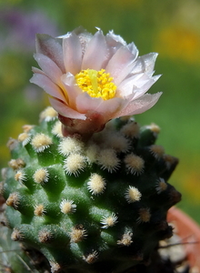 DSC05440Pediocactus knowltoni SB 304