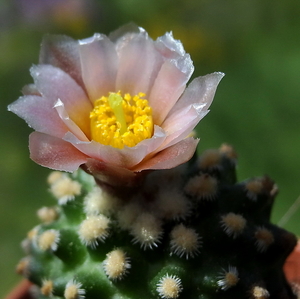 DSC05444Pediocactus knowltoni SB 304