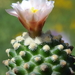 DSC05443Pediocactus knowltoni SB 304