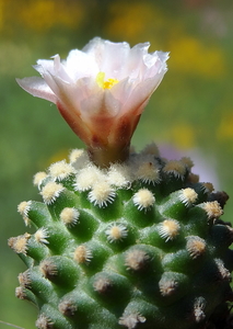 DSC05443Pediocactus knowltoni SB 304