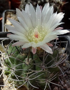 DSC05447Pyrrhocactus hankeanus