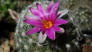 DSC05450Mammillaria boolii