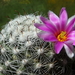 DSC05451Mammillaria boolii