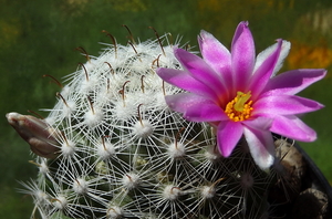 DSC05451Mammillaria boolii