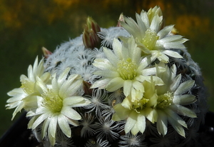 DSC05456Mammillaria crinita ssp. duweii