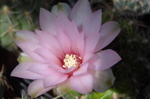 DSC05458Gymnocalycium leptanthum