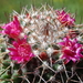 DSC05457Mammillaria polythele