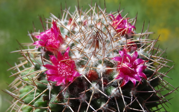 DSC05457Mammillaria polythele