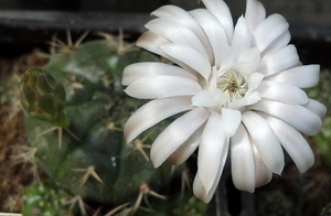 DSC05459Gymnocalycium damsii v. tucavocense