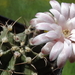 DSC05460Gymnocalycium friedrichii v. filadelfiense