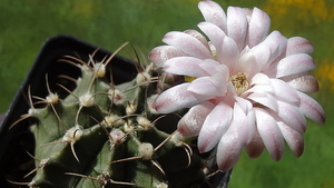 DSC05460Gymnocalycium friedrichii v. filadelfiense