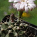 DSC05461Gymnocalycium friedrichii v. filadelfiense