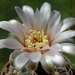 DSC05463Gymnocalycium arachnispinum TOM 07-186