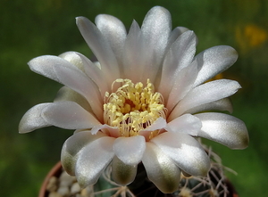 DSC05463Gymnocalycium arachnispinum TOM 07-186