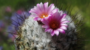 DSC05464Turbinicarpus roseiflorus