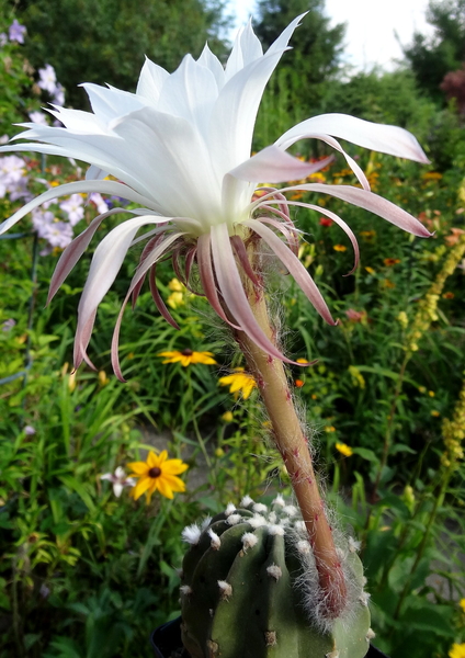 DSC05471Echinopsis multiplex