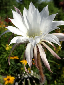 DSC05474Echinopsis multiplex