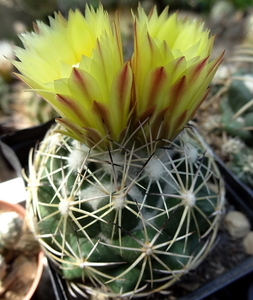 DSC05488Coryphantha maiz-tablasensis