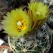 DSC05489Coryphantha maiz-tablasensis