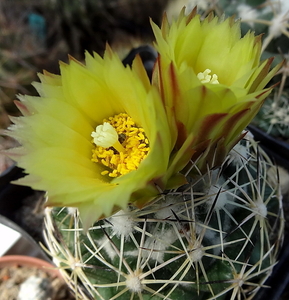 DSC05489Coryphantha maiz-tablasensis