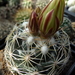 DSC05491Coryphantha pectinata Rio Pecos