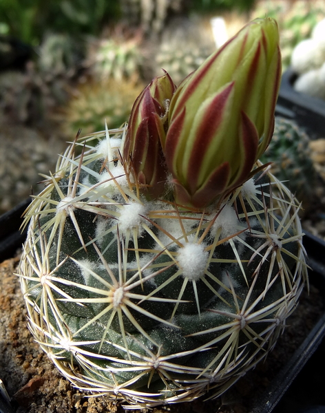 DSC05491Coryphantha pectinata Rio Pecos