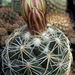 DSC05492Coryphantha pectinata Rio Pecos