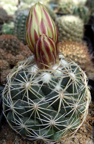 DSC05492Coryphantha pectinata Rio Pecos