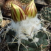 DSC05494Coryphantha bumamma