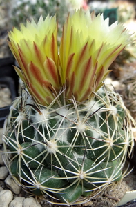 DSC05495Coryphantha maiz-tablasensis