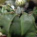 DSC05497Astrophytum myriostigma f. nudum