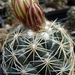 DSC05496Coryphantha pectinata Rio Pecos