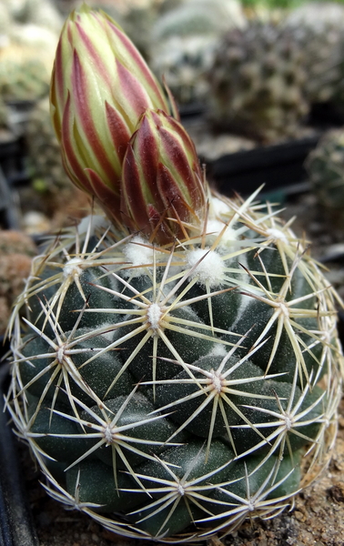 DSC05496Coryphantha pectinata Rio Pecos