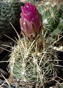 DSC05509Thelocactus bicolor bolaensis