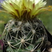 DSC05522Coryphantha maiz-tablasensis