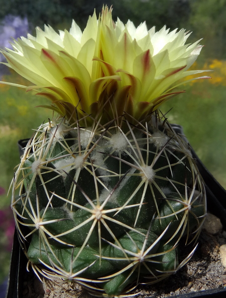 DSC05522Coryphantha maiz-tablasensis