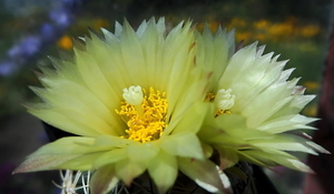 DSC05523Coryphantha maiz-tablasensis