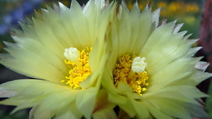 DSC05524Coryphantha maiz-tablasensis