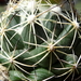 DSC05525Coryphantha maiz-tablasensis