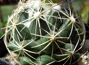 DSC05525Coryphantha maiz-tablasensis