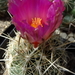 DSC05527Thelocactus bicolor bolaensis