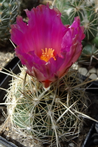 DSC05527Thelocactus bicolor bolaensis