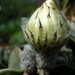 DSC05528Astrophytum myriostigma f. nudum