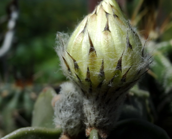 DSC05528Astrophytum myriostigma f. nudum