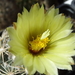 DSC05530Coryphantha maiz-tablasensis