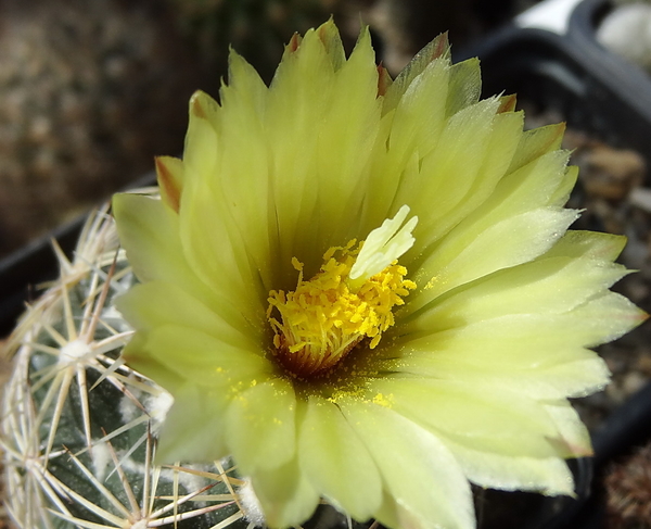 DSC05530Coryphantha maiz-tablasensis