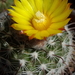 DSC05531Parodia setifera varieta ME97