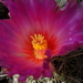 DSC05534Thelocactus bicolor bolaensis