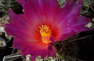 DSC05534Thelocactus bicolor bolaensis